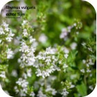 Thymus